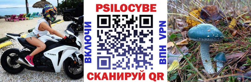 как найти закладки  Ленинск-Кузнецкий  Псилоцибиновые грибы Psilocybine cubensis 